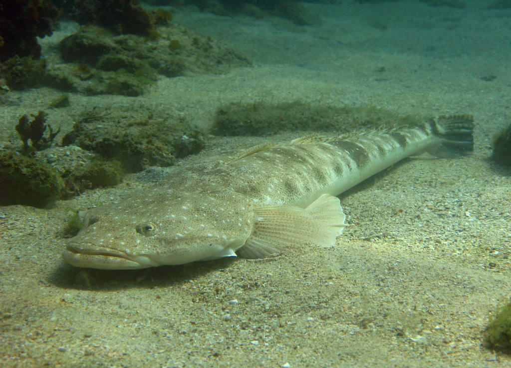 Platycephalus fuscus